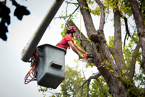 Best Tree Removal Services  in Corning, CA